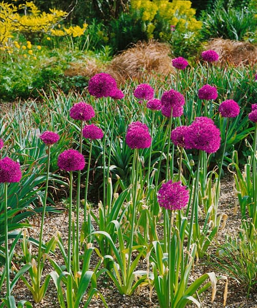 Allium aflatunense Purple Sensation