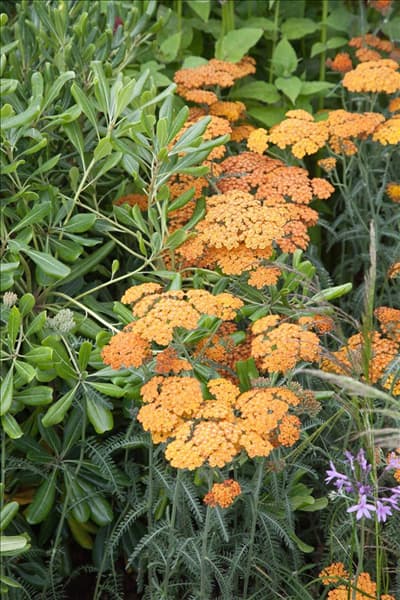 Achillea millefolium Terracotta