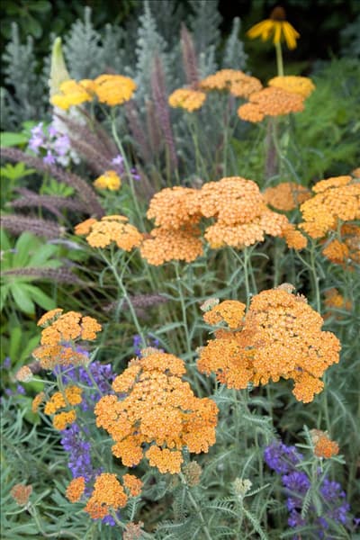 Achillea millefolium Terracotta