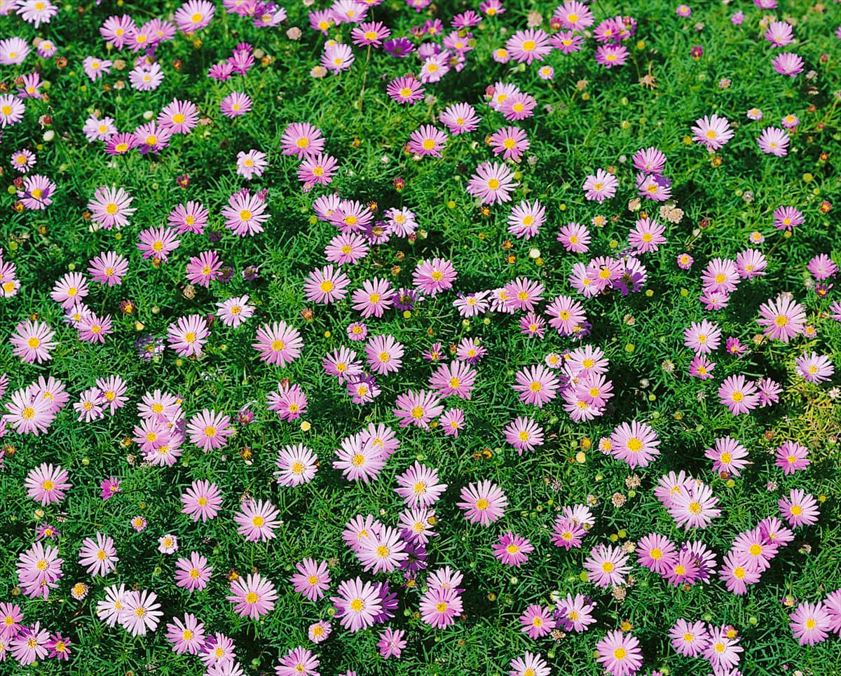 Brachyscome iberidifolia