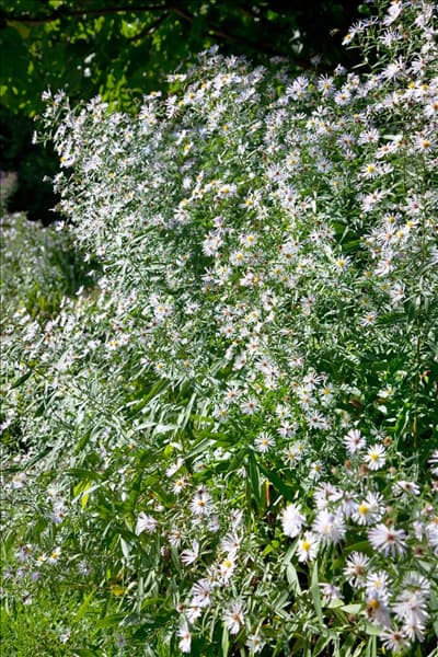 Aster tongolensis Wartburgstern