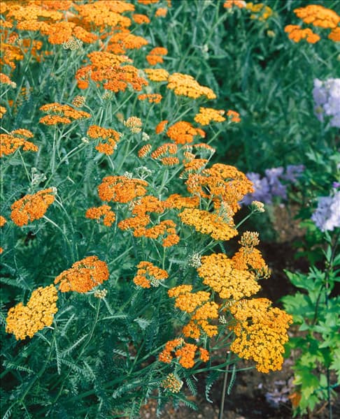 Achillea millefolium Terracotta