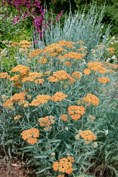 Achillea millefolium Terracotta