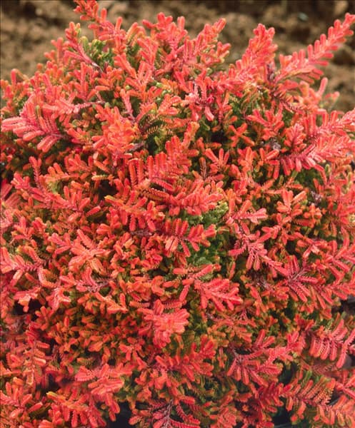 Calluna vulgaris 'Laubschöne'