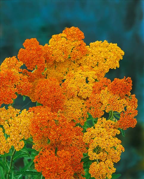 Achillea millefolium Terracotta