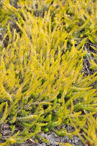 Calluna vulgaris Fox Hollow