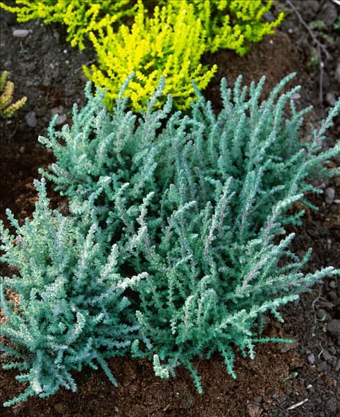 CALLUNA VULGARIS SILVER QUEEN