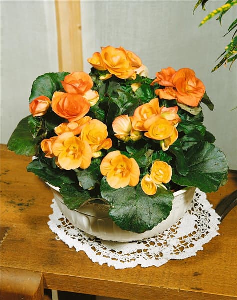 Begonia Elatior-Hybriden kupfer
