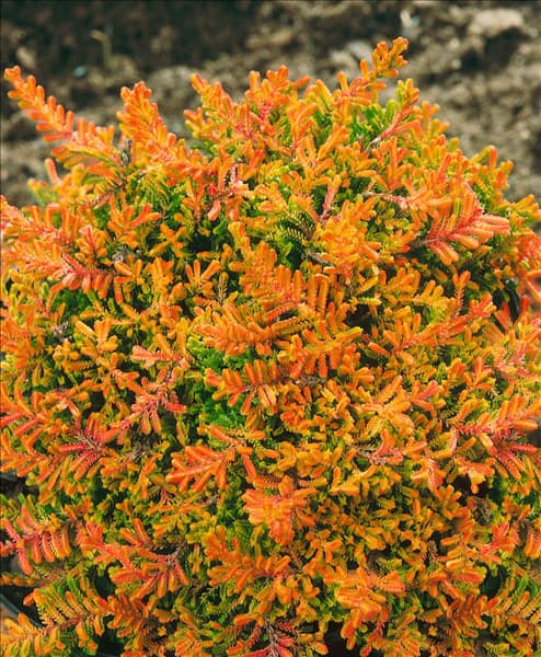 Calluna vulgaris Hillbrook Orange