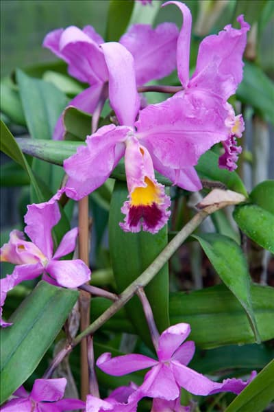 Cattleya, rosa