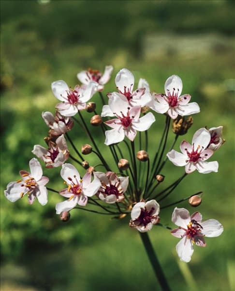 Butomus umbellatus Schneeweisschen