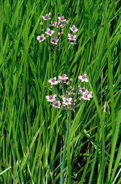 Butomus umbellatus