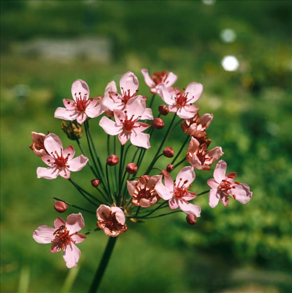 Butomus umbellatus