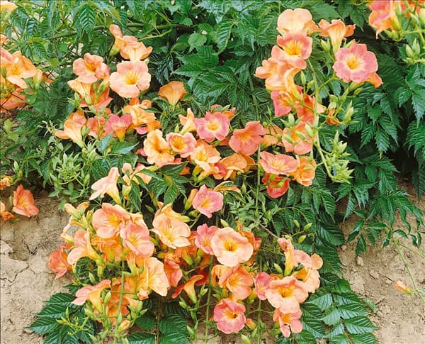 Campsis x tagliabuana Madame Galen