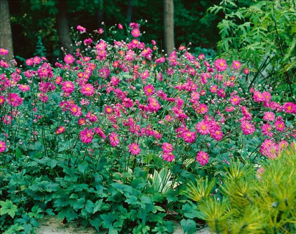 ANEMONE MARGARETE