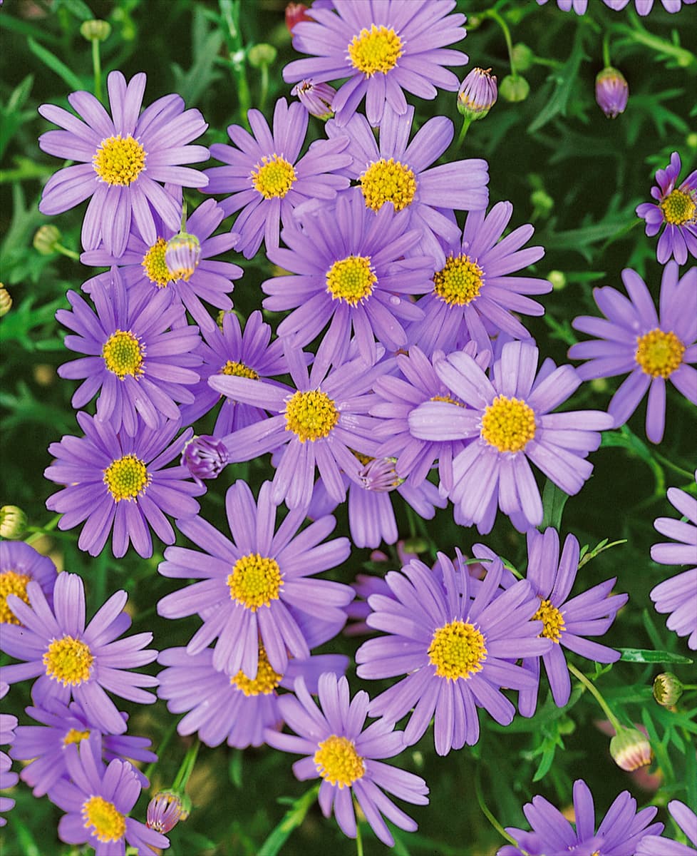 Brachyscome Mauve Delight