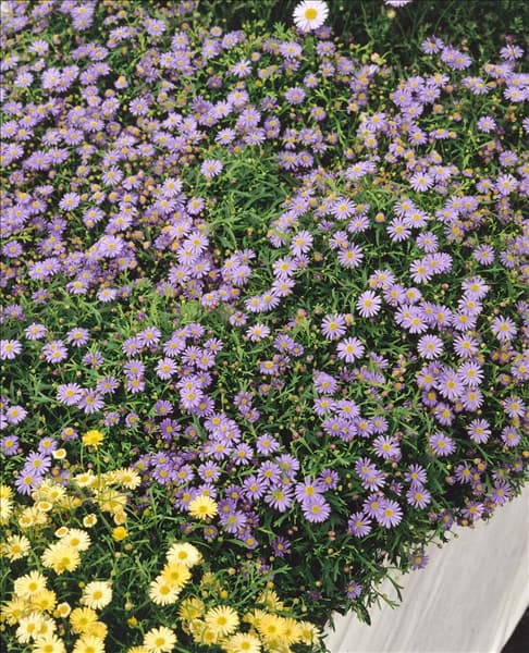 Brachyscome Mauve Delight