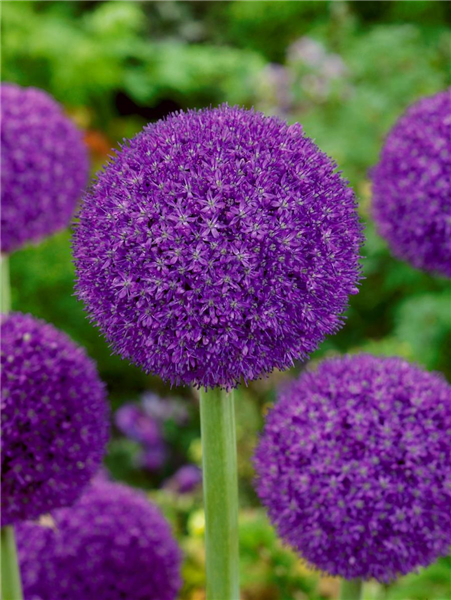 Allium 'Ambassador'®