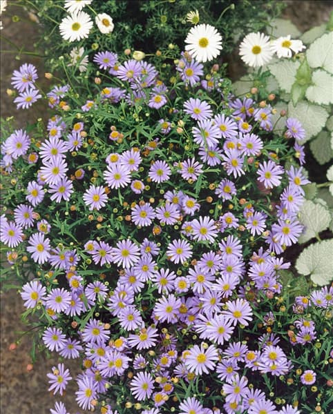 Brachyscome Mauve Delight