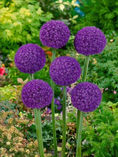 Allium Ambassador