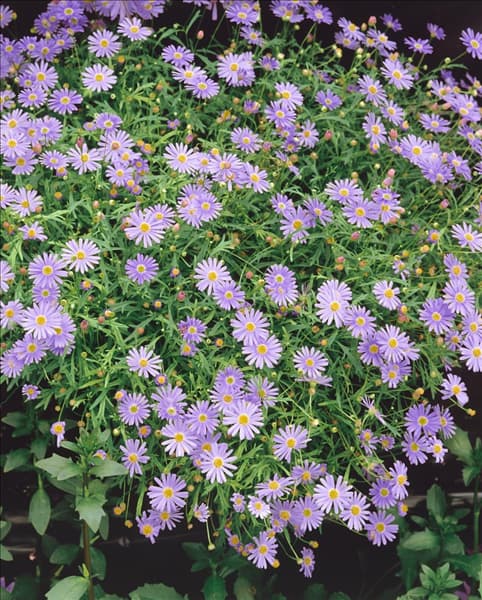 Brachyscome Mauve Delight