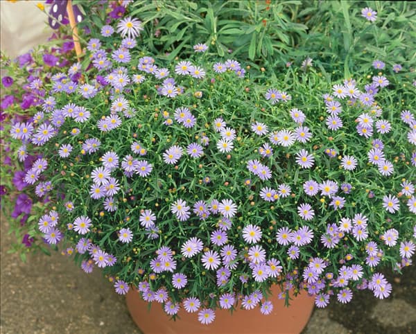 Brachyscome Mauve Delight