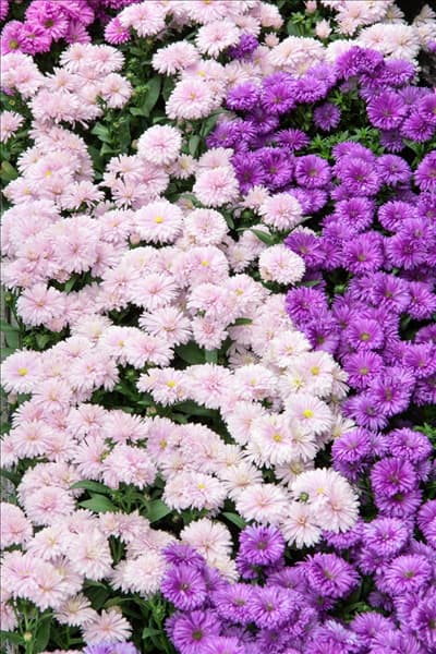 Aster Victoria ® Mischung
