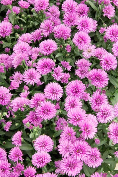 Aster Victoria ® Tanja