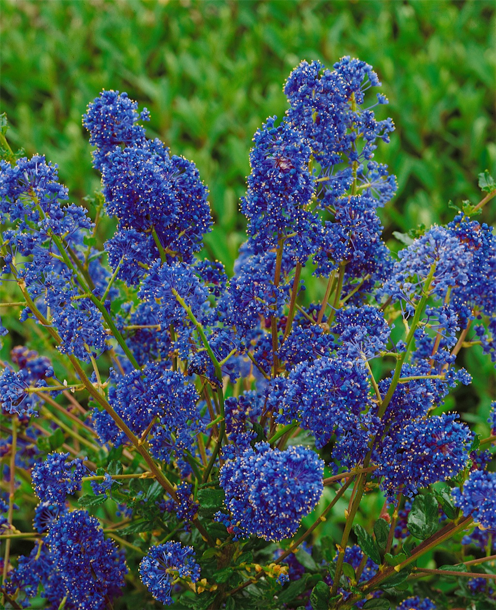 Ceanothus Blue Cushion