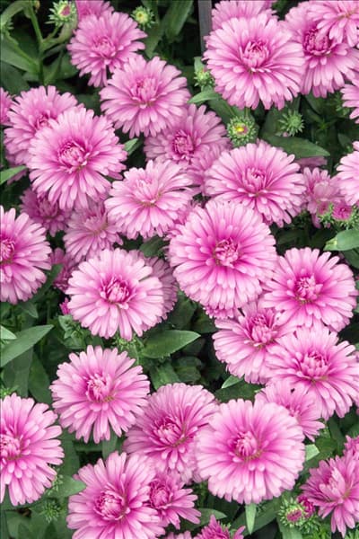 Aster Victoria ® Jane