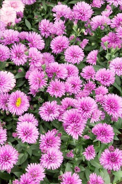 Aster Victoria ® Tanja