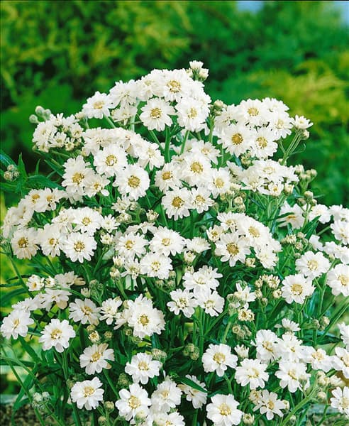 ACHILLEA PTARMICA