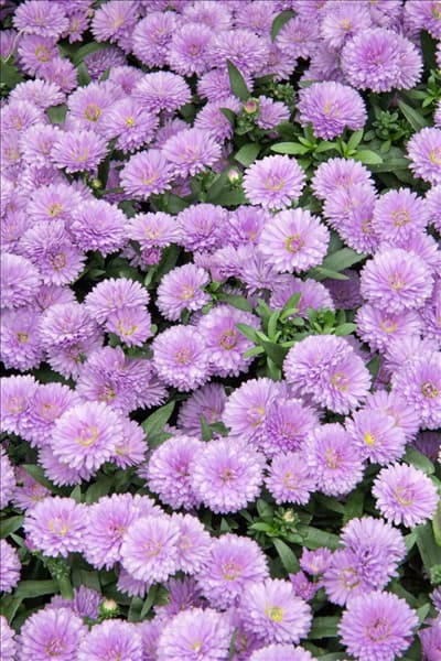 Aster Victoria ® Ilona