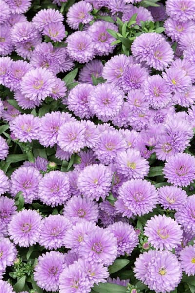 Aster Victoria ® Ilona