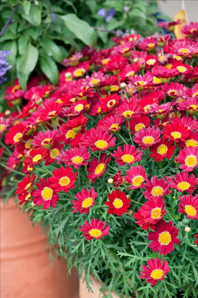 Argyranthemum frutescens Sassy ® Red