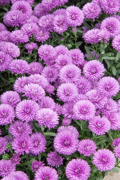 Aster Victoria ® Ulla