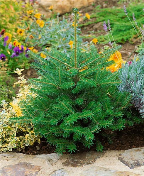 ABIES KOREANA