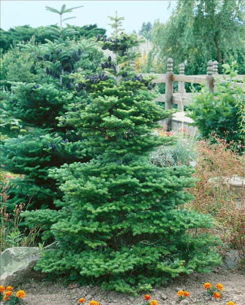 ABIES KOREANA