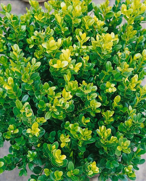 Buxus microphylla Faulkner