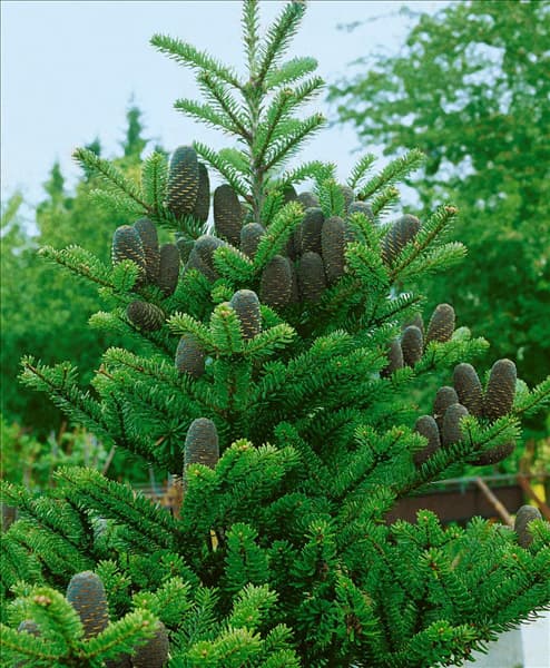 ABIES KOREANA