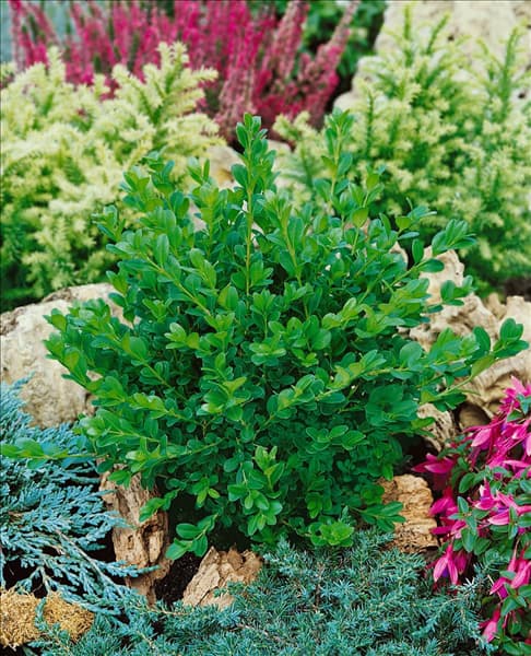 Buxus microphylla Faulkner