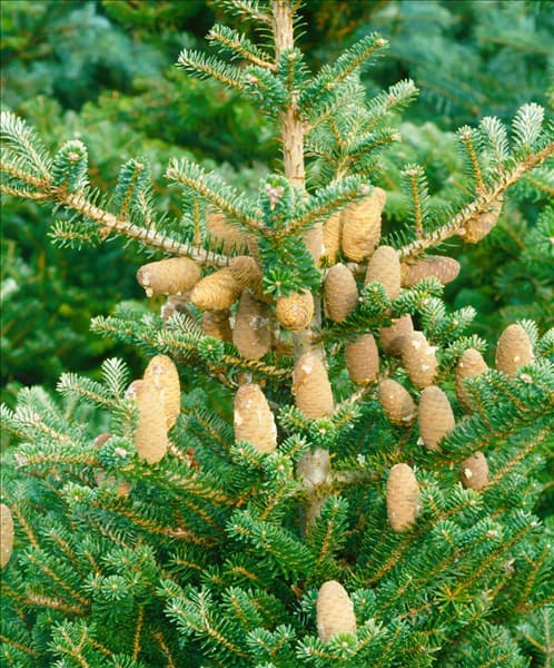 Abies koreana