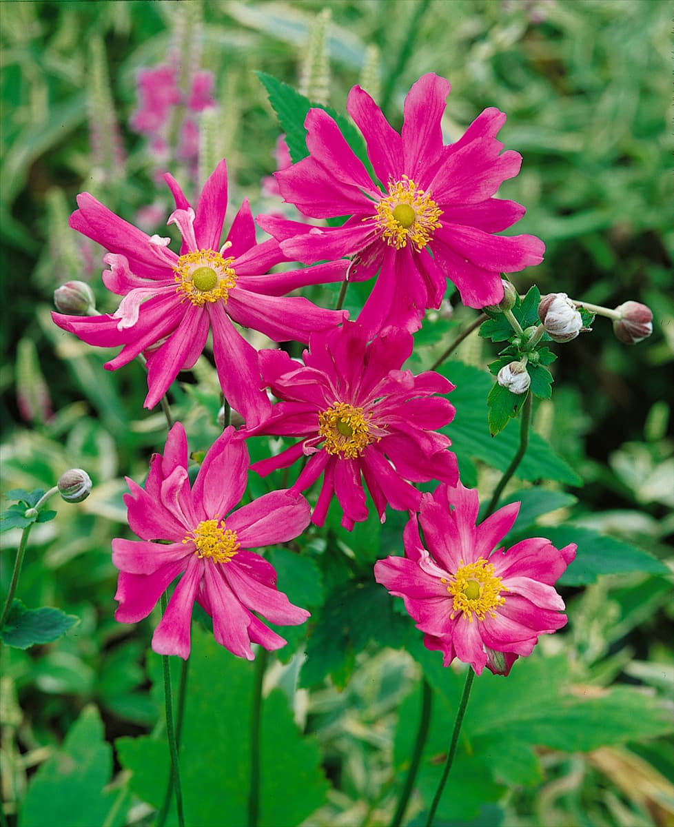 ANEMONE PRINZ HEINRICH