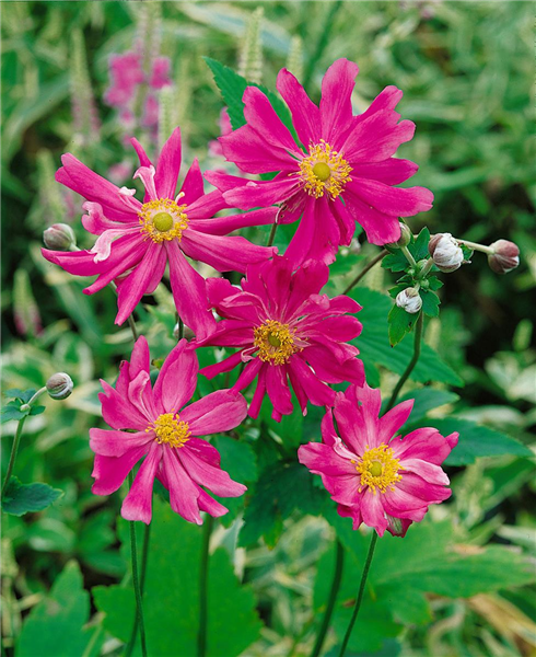 Anemone japonica 'Prinz Heinrich'