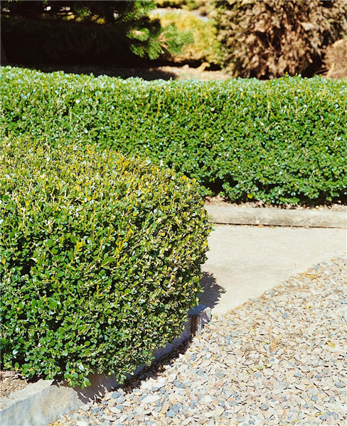 Buxus microphylla Faulkner