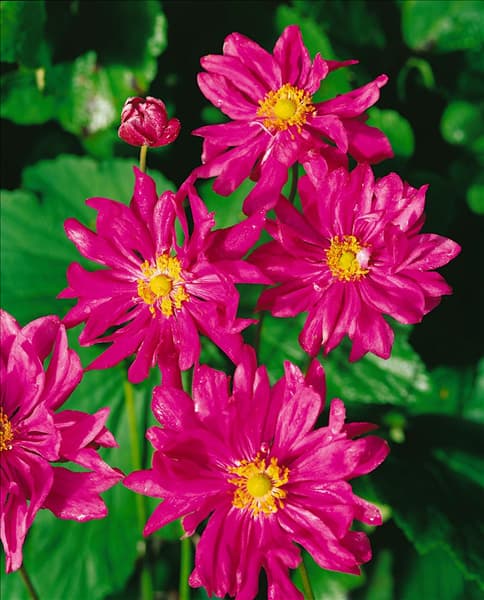 ANEMONE PRINZ HEINRICH