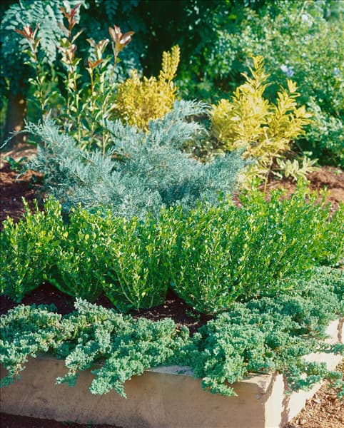 Buxus microphylla Faulkner
