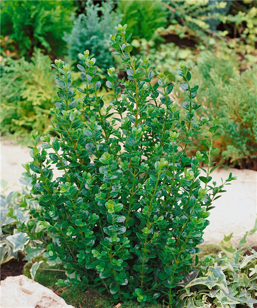 Buxus microphylla Faulkner
