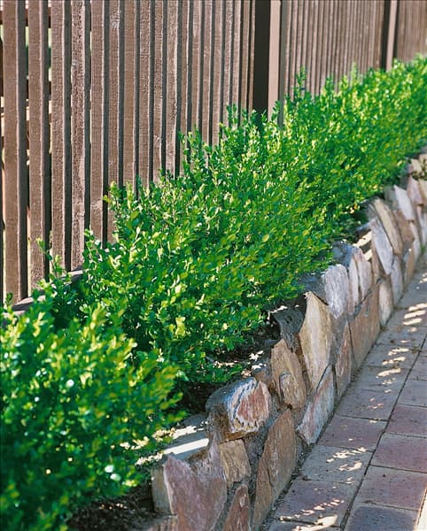 Buxus microphylla Faulkner