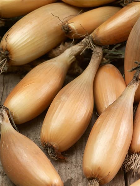 Allium cepa var. ascalonicum Tosca
